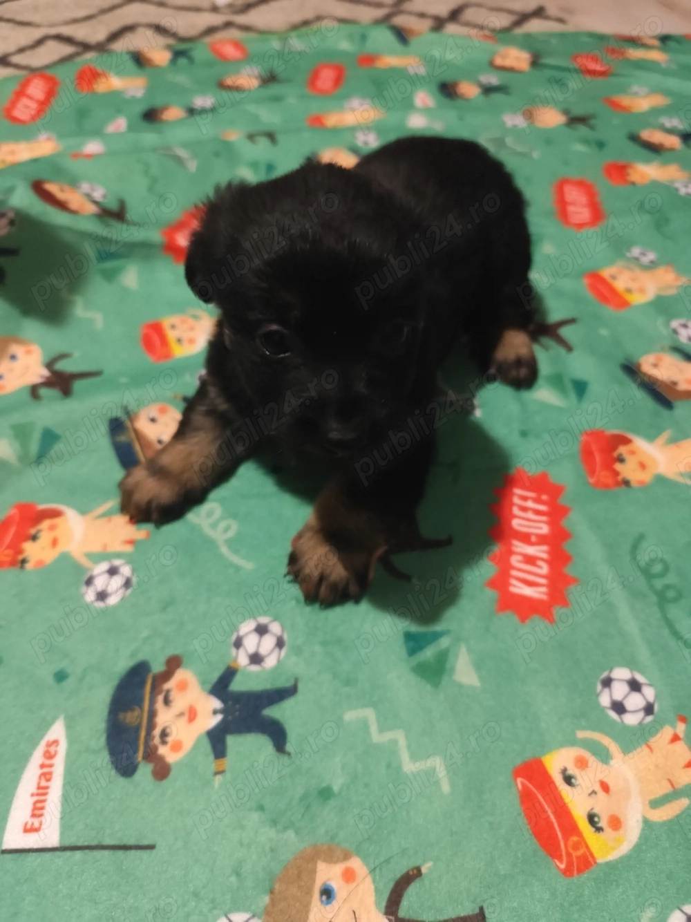 Donez pui talie mică 