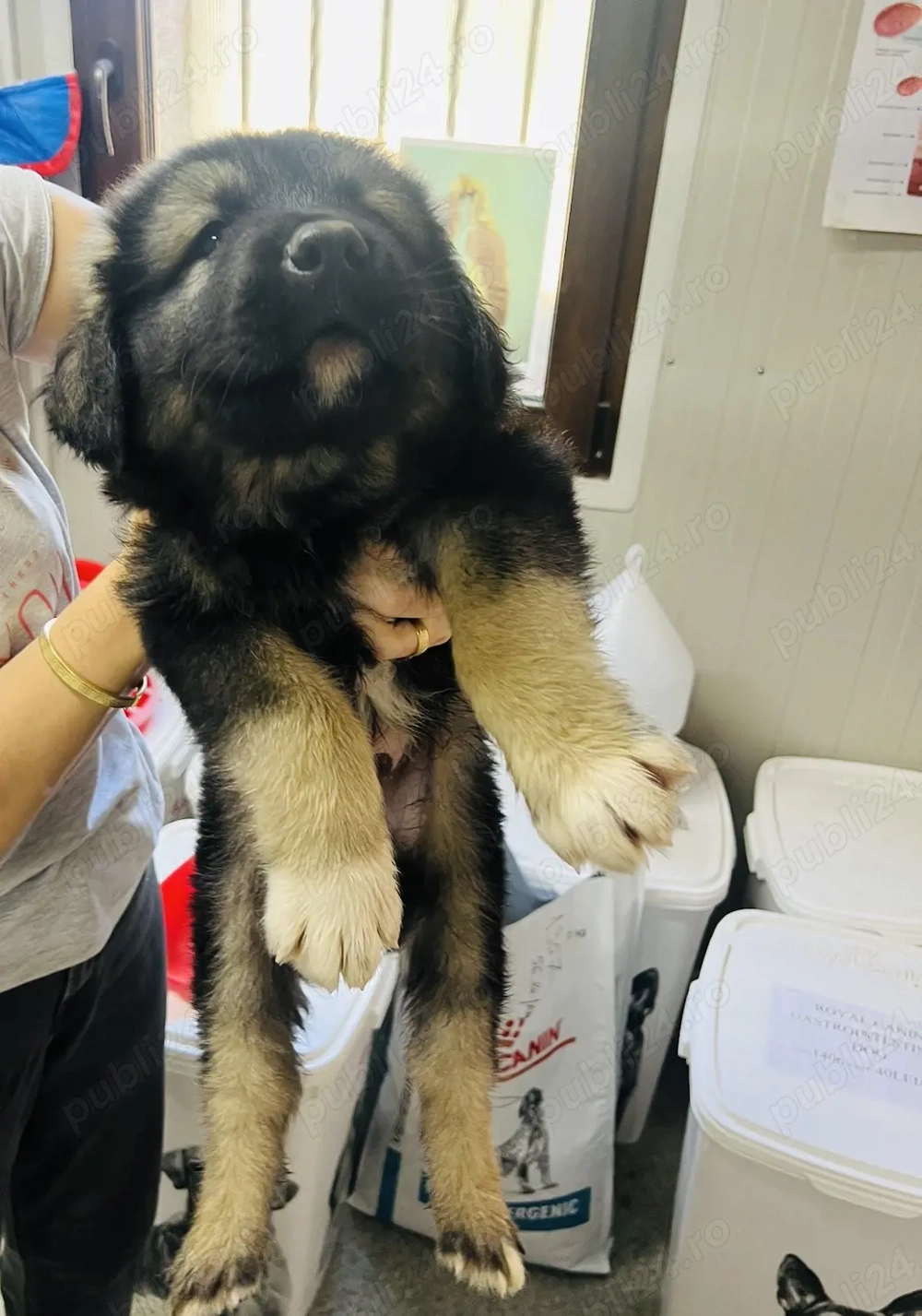 Catei disponibili ciobanesc corb