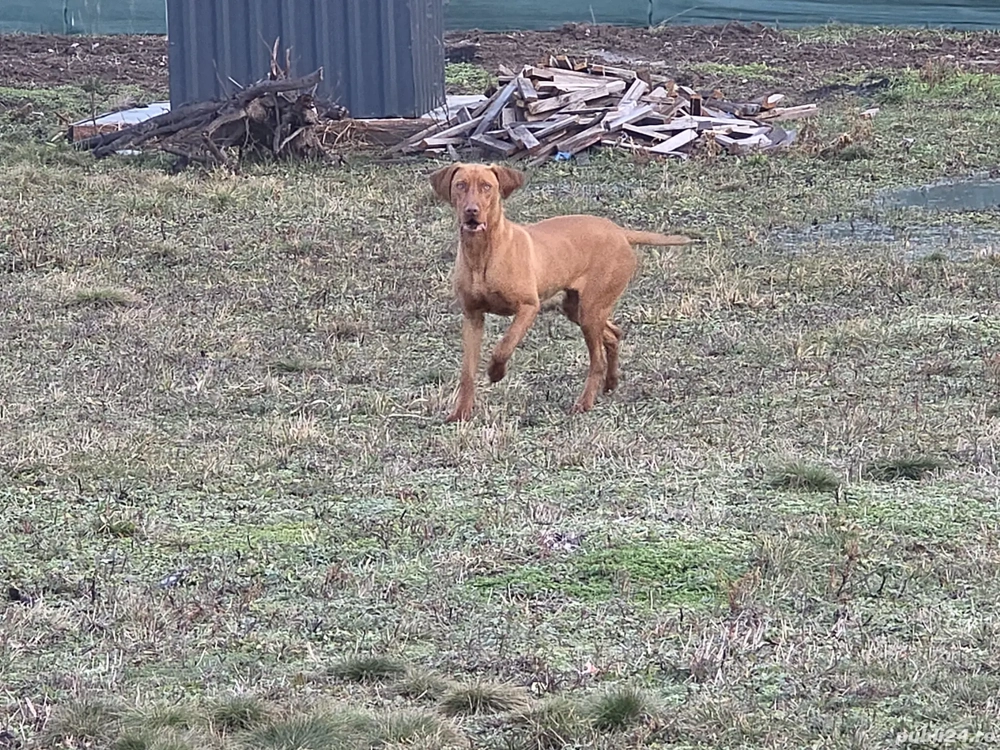 Vijla, vizsla, viszla Maghiara