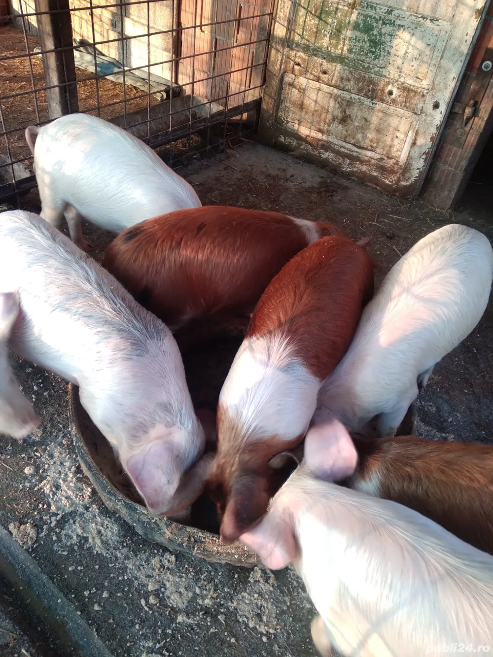 Vand grasuni marele alb cu duroc