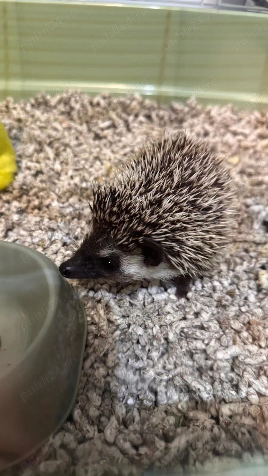 Arici African cauta o noua casuta cu stapani iubitori