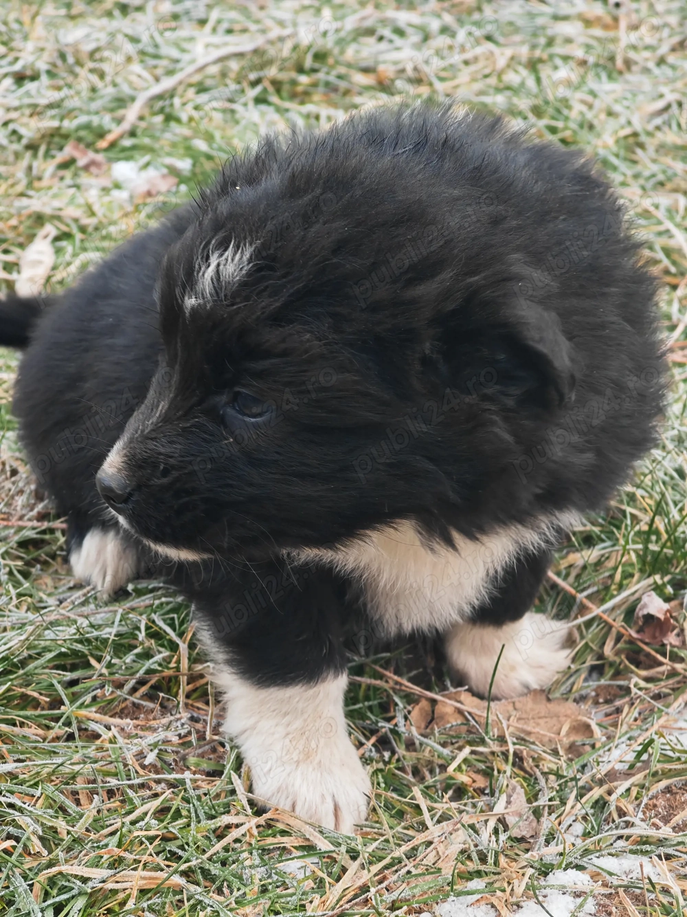 Pui Border Collie femelă