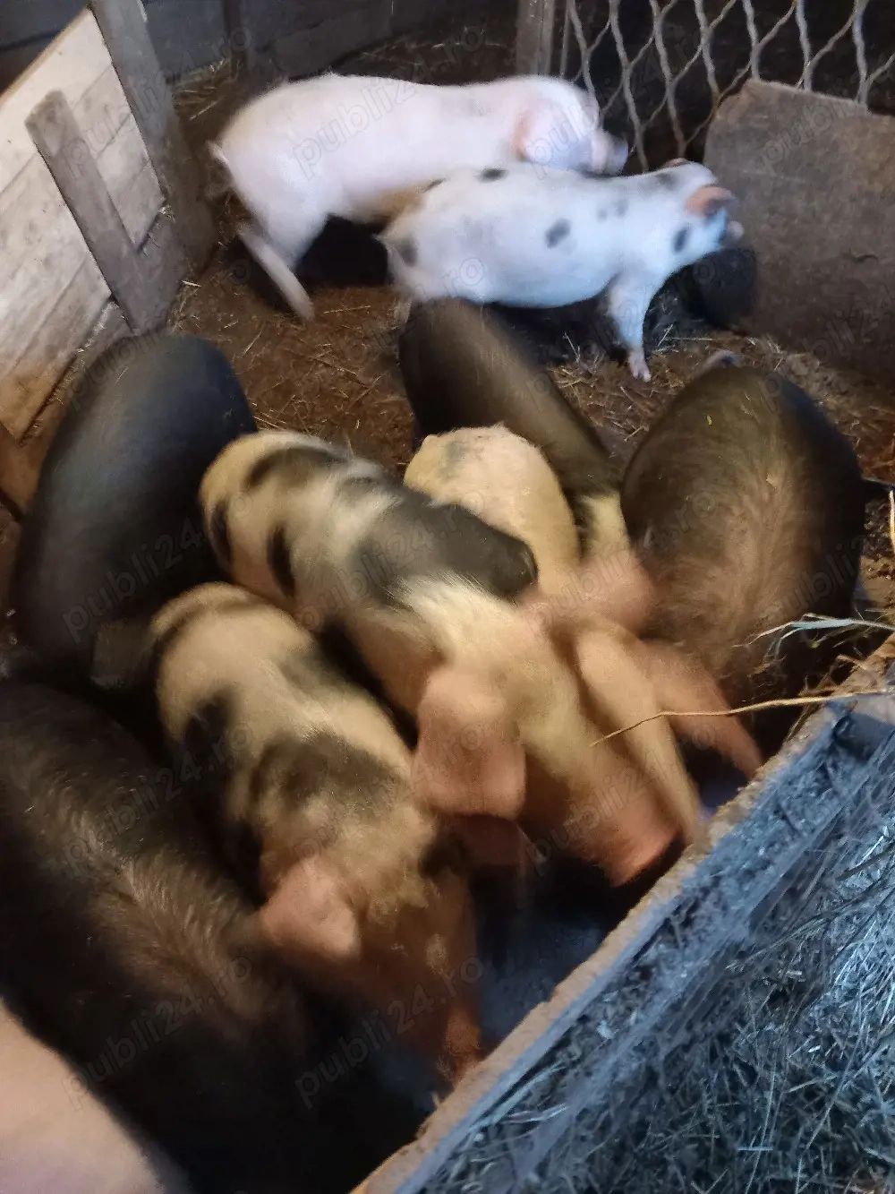 Porcii de vanzare zona Homorod 