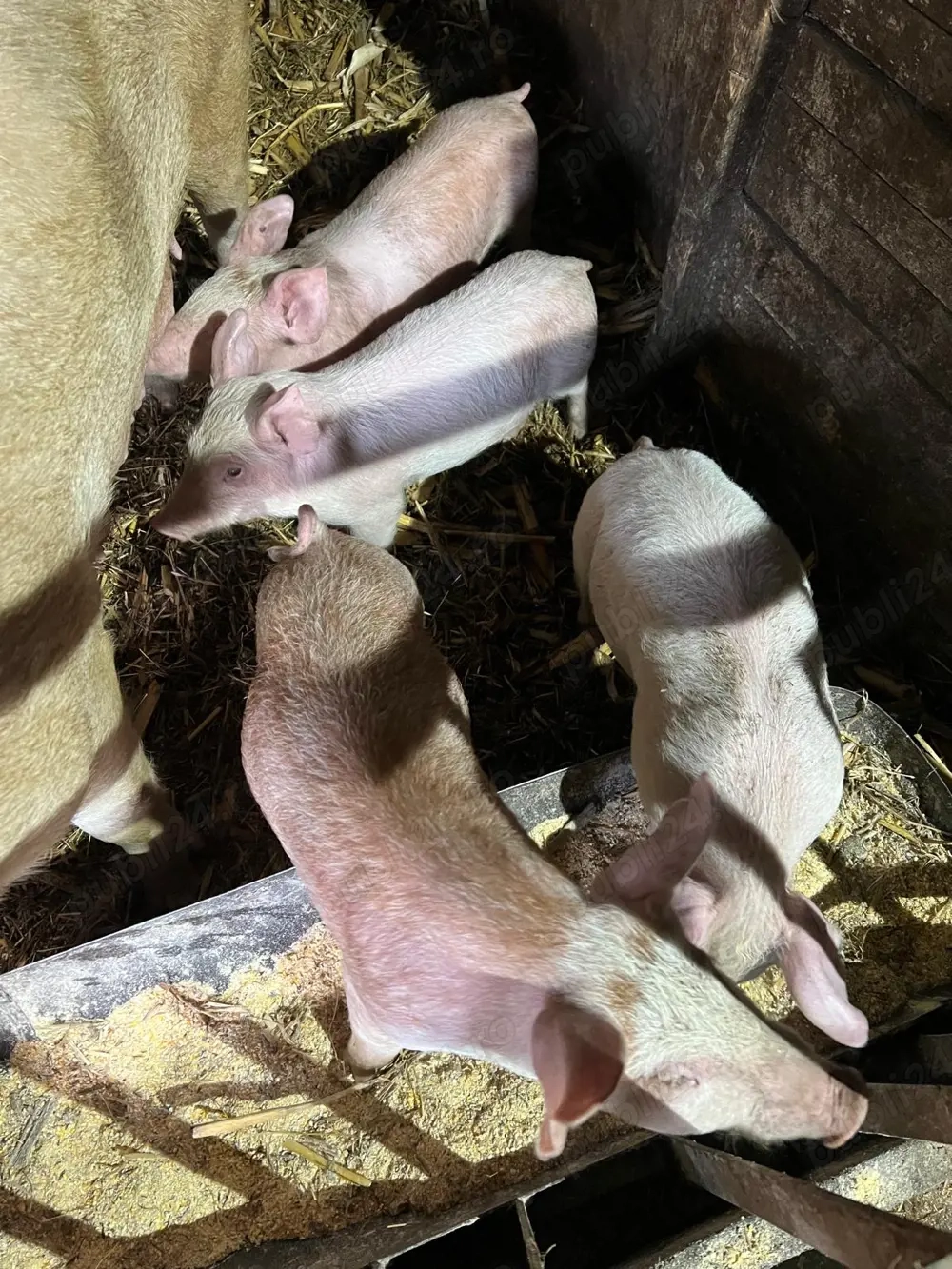 Vand purcei 8 saptamani 2 luni