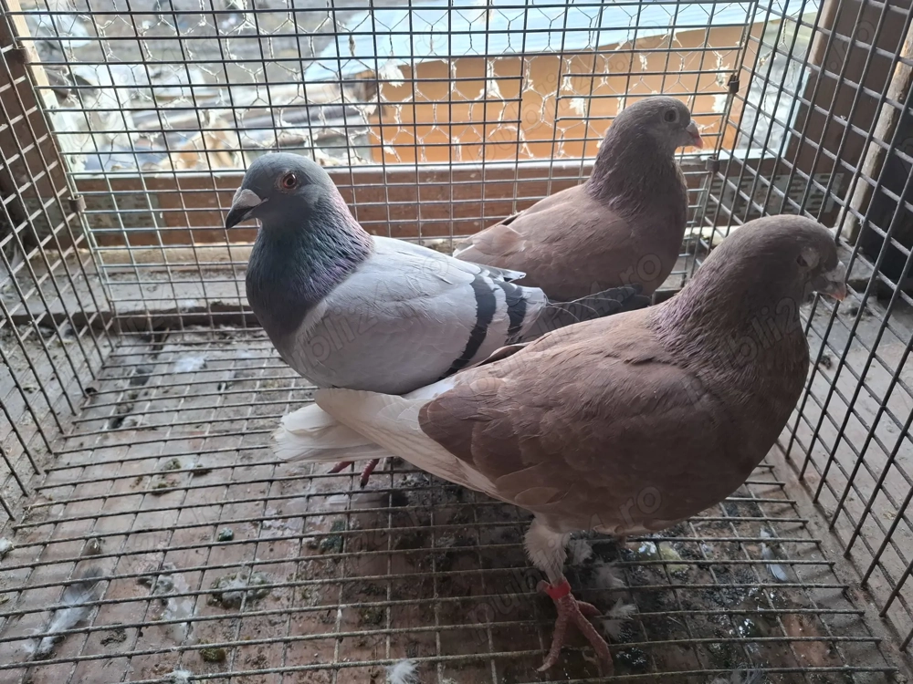 Vand porumbei voiajori 