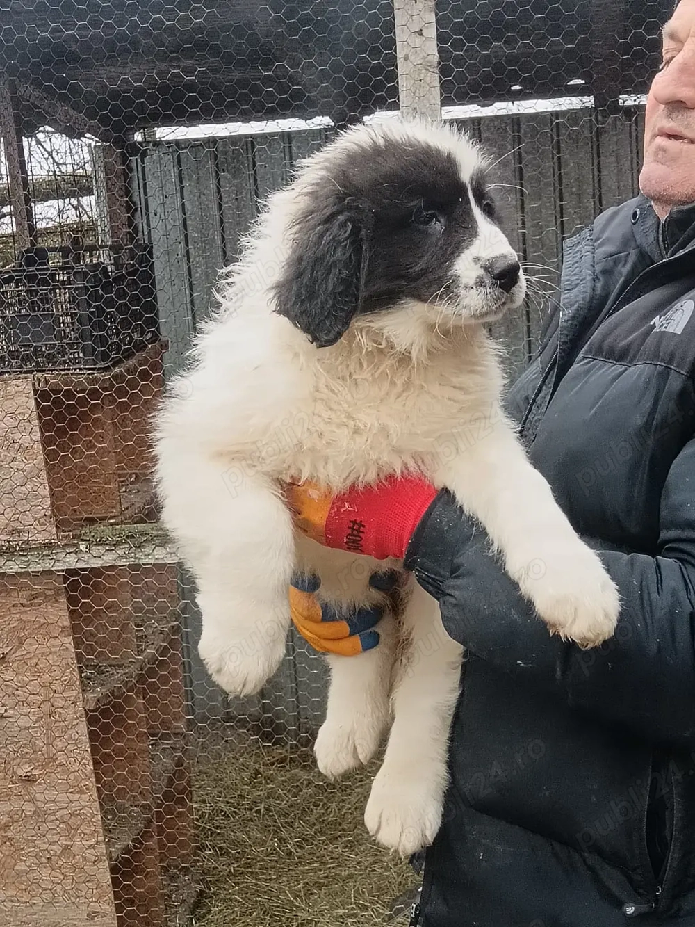 Vand pui ciobanesc bucovina