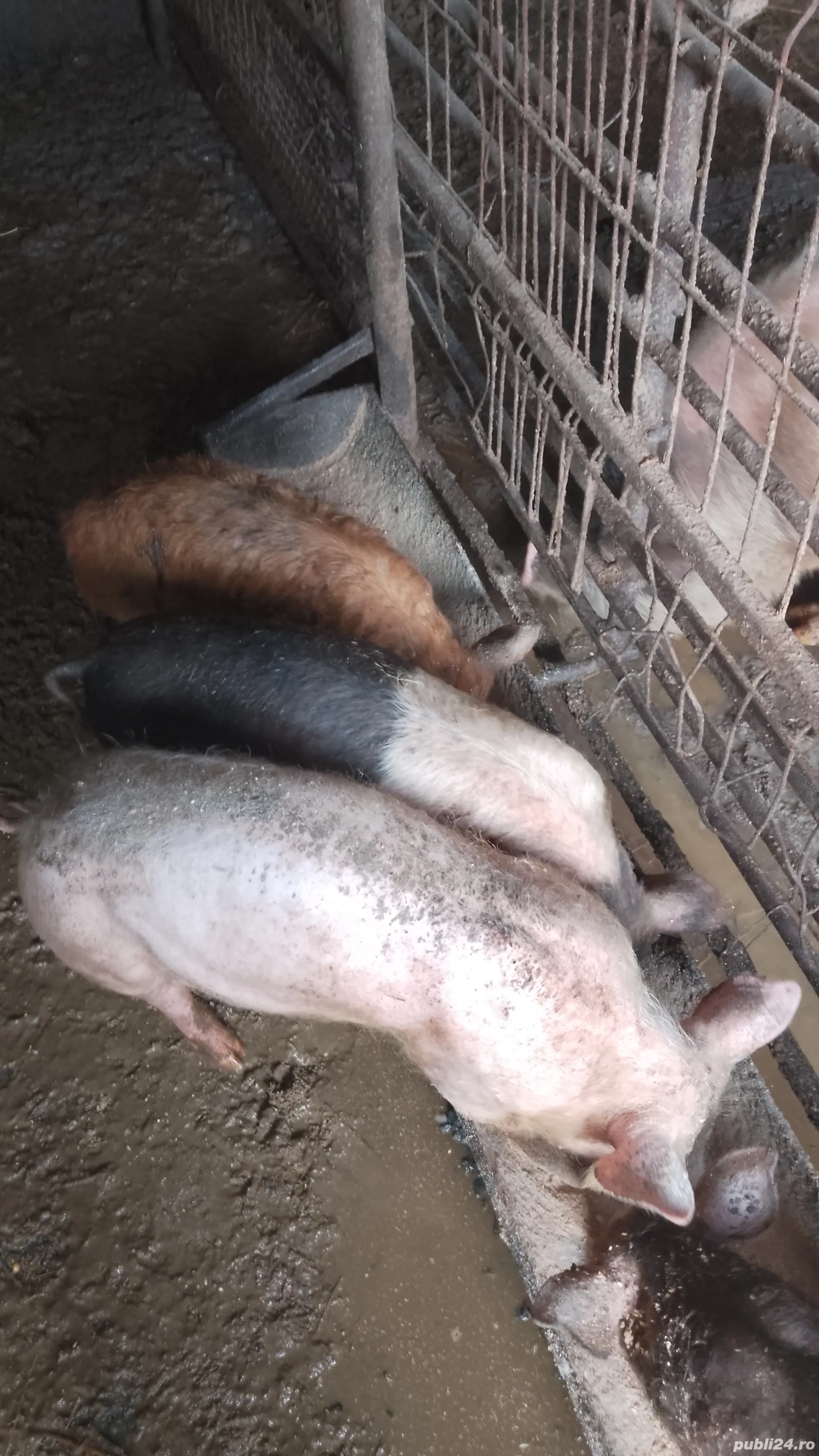 Purcei de ȚARĂ.     .