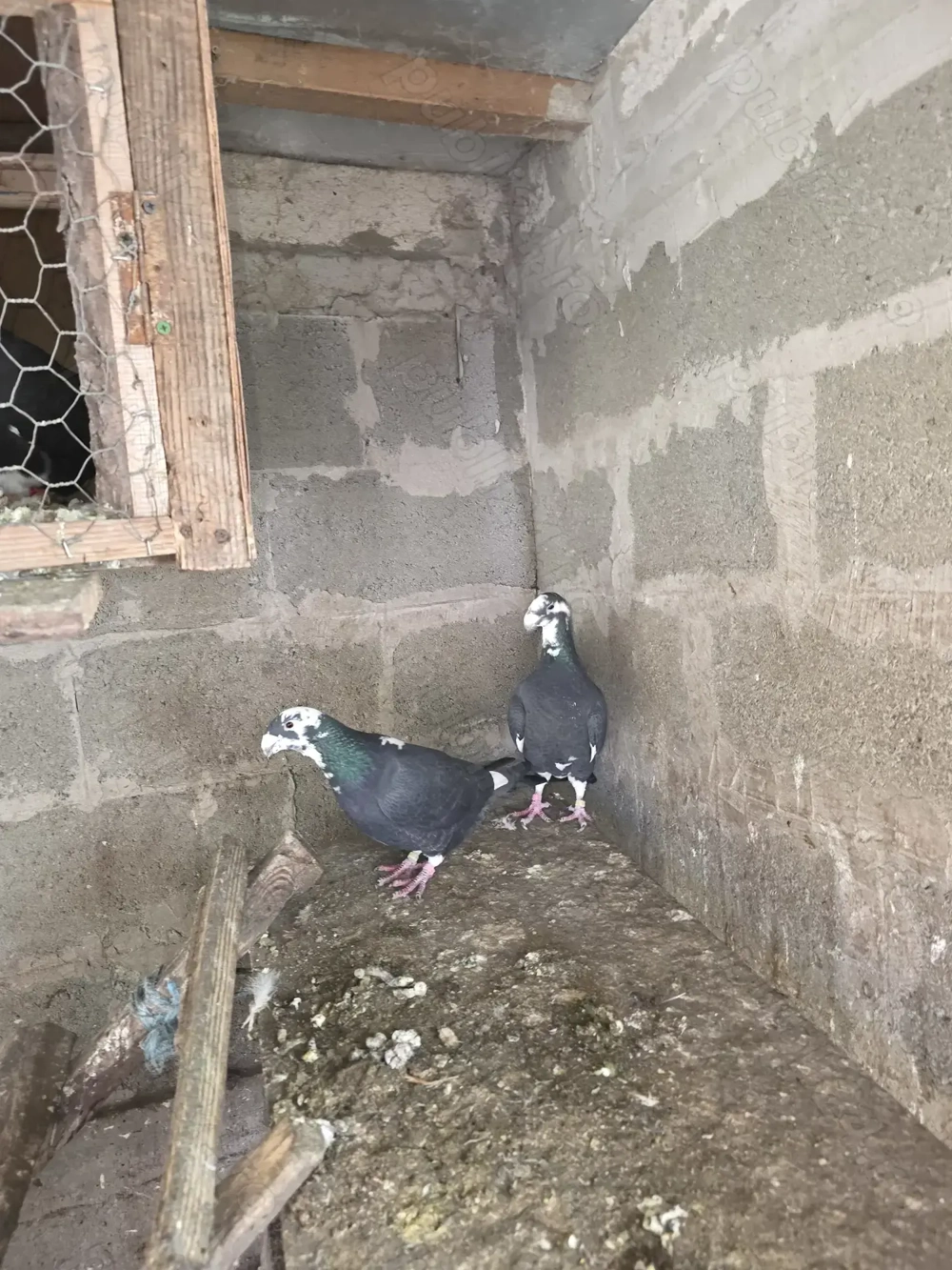 Porumbei de vânzare still vechi