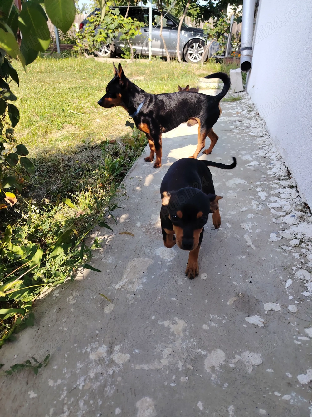 Pinscher Pitic o fetiță în vârstă de 9 luni 