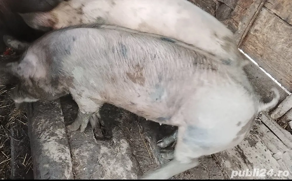 porci de vânzare 