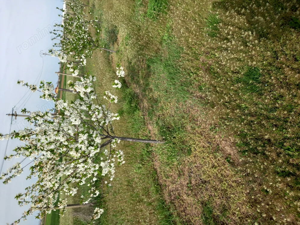 Vand livada 400 visini altoiti pe rod