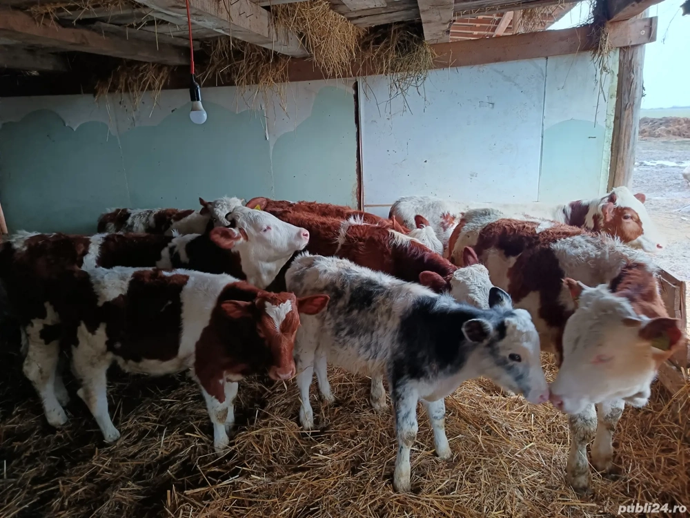 Vând 8 vitei bălțat și belga 