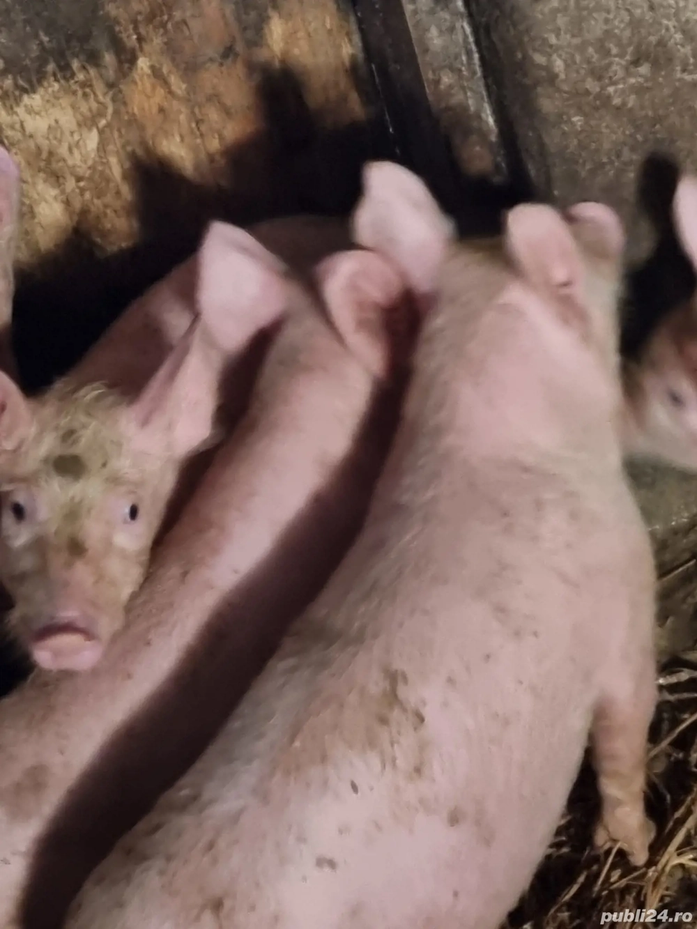 Purcei de vânzare 