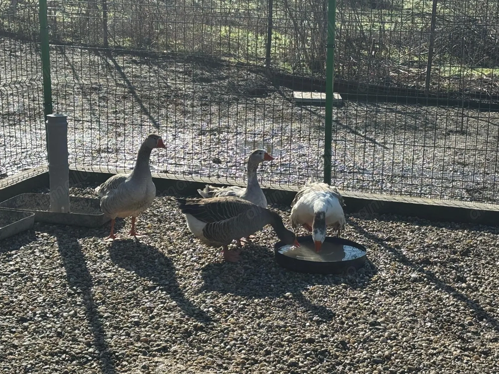 Se vinde familie de gâște 