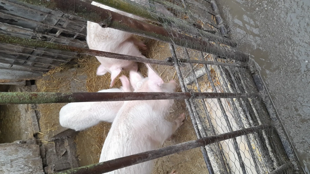 Șuldani de vânzare! !