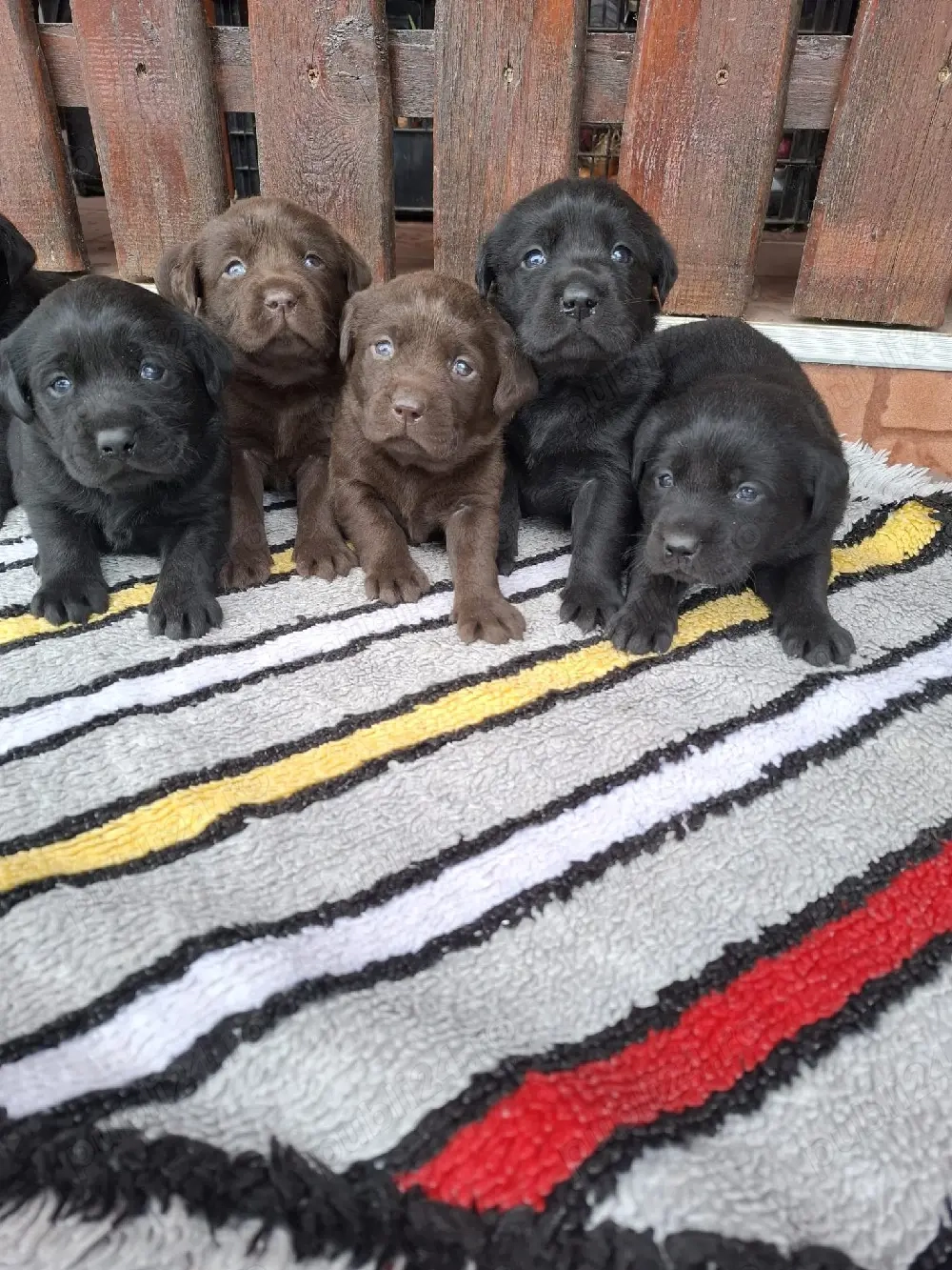 Labrador retriever ciocolatiu 