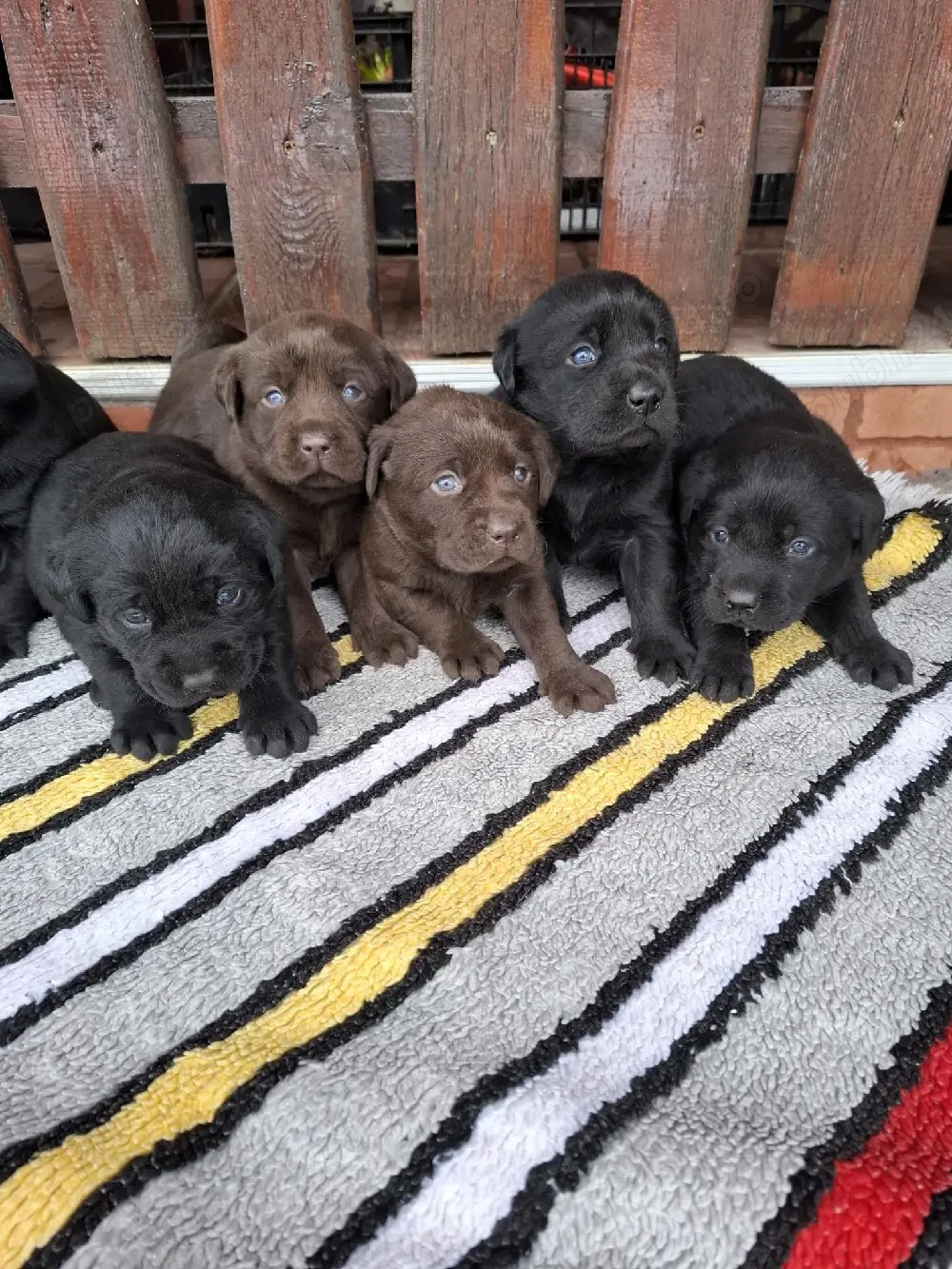 Labrador retriever ciocolatiu 