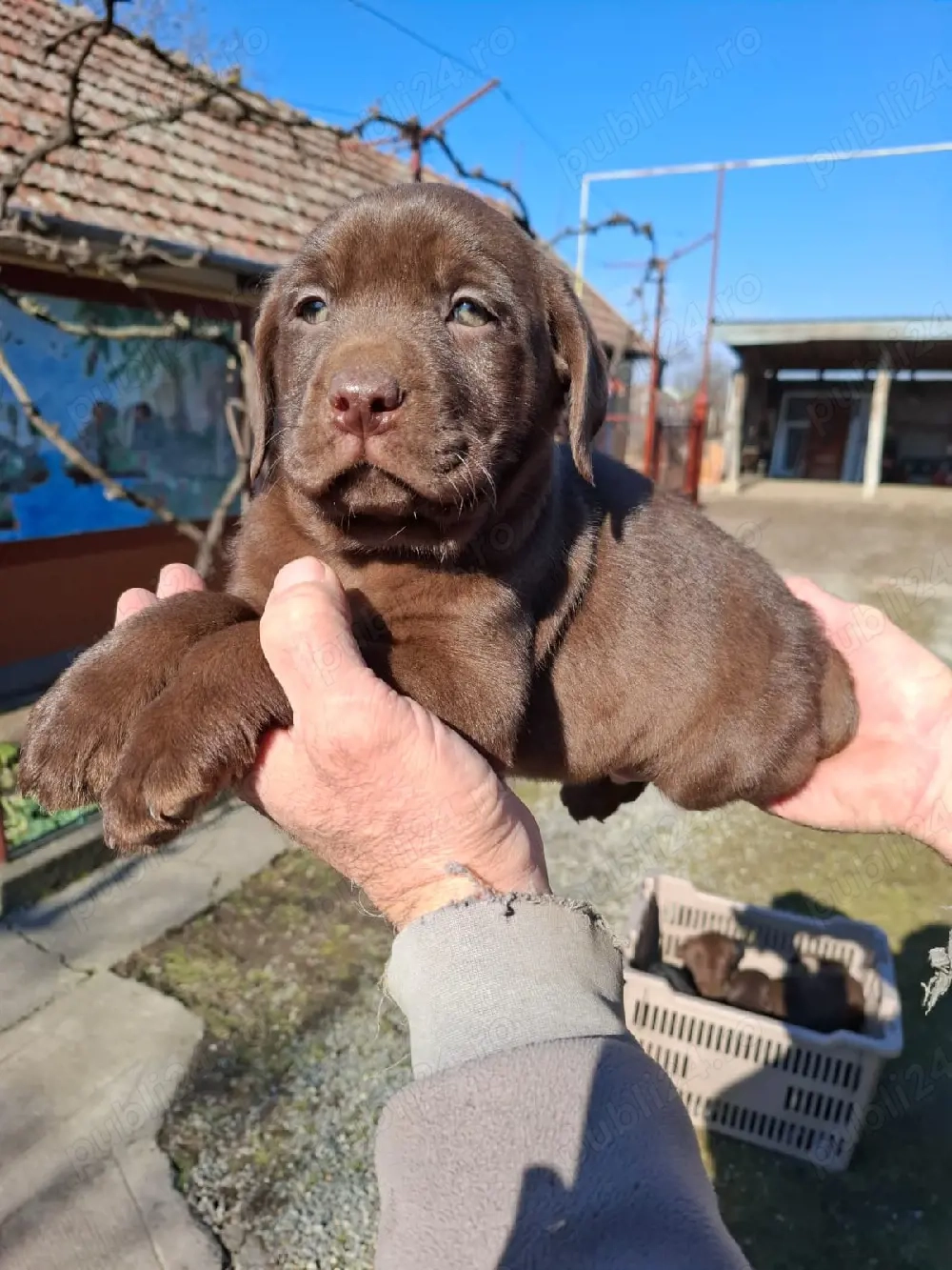 Labrador retriever negru cioco