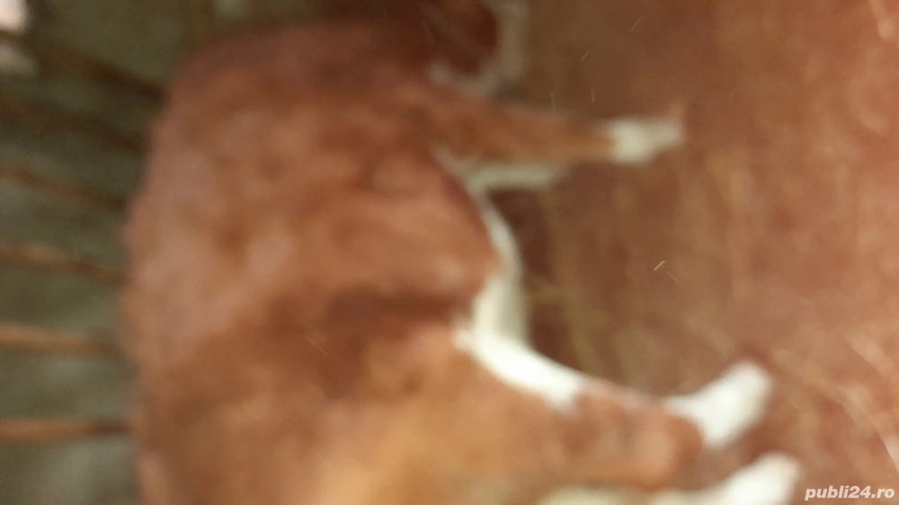 Vițeaua de vânzare  .