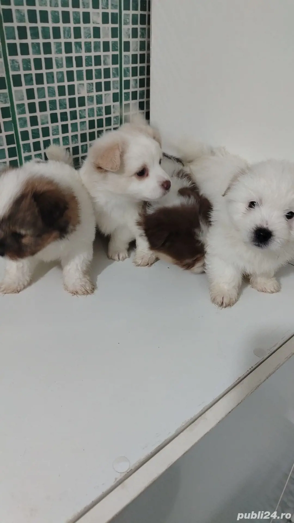 Vand pui caine bichon