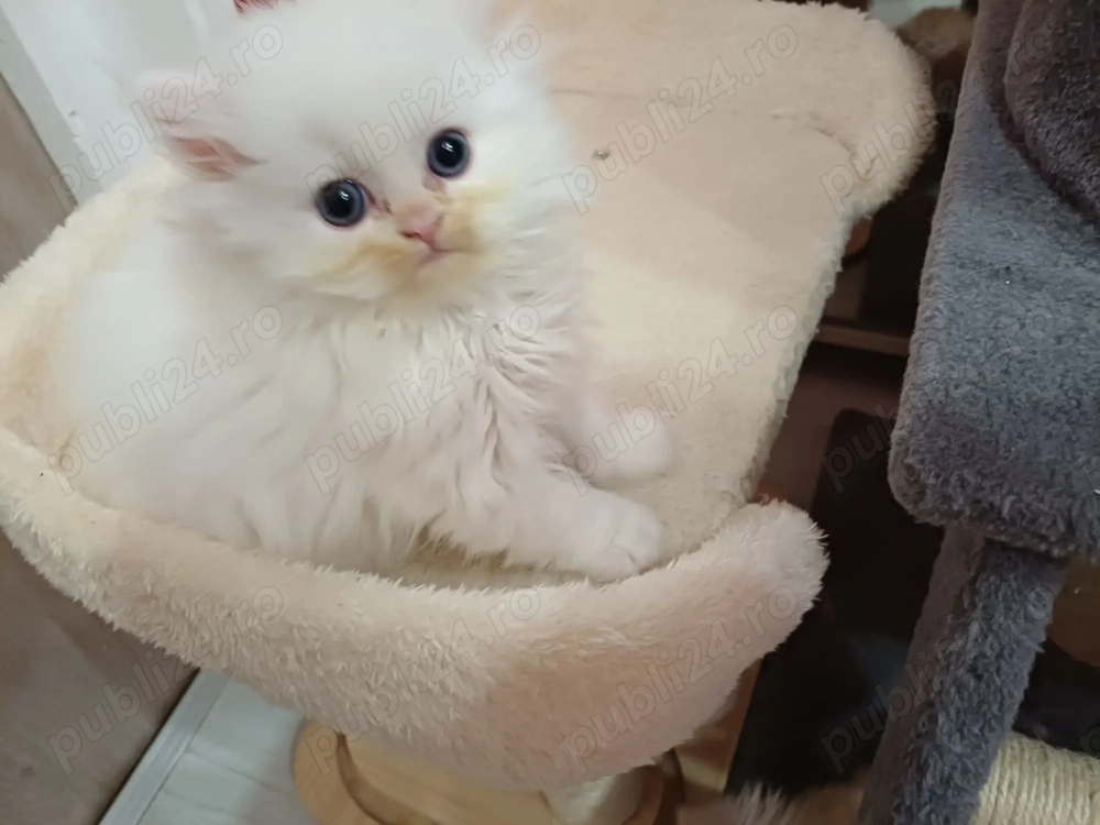 Pisicuta persana jucausa, pufosa si iubitoare, ii place cafeaua :-))