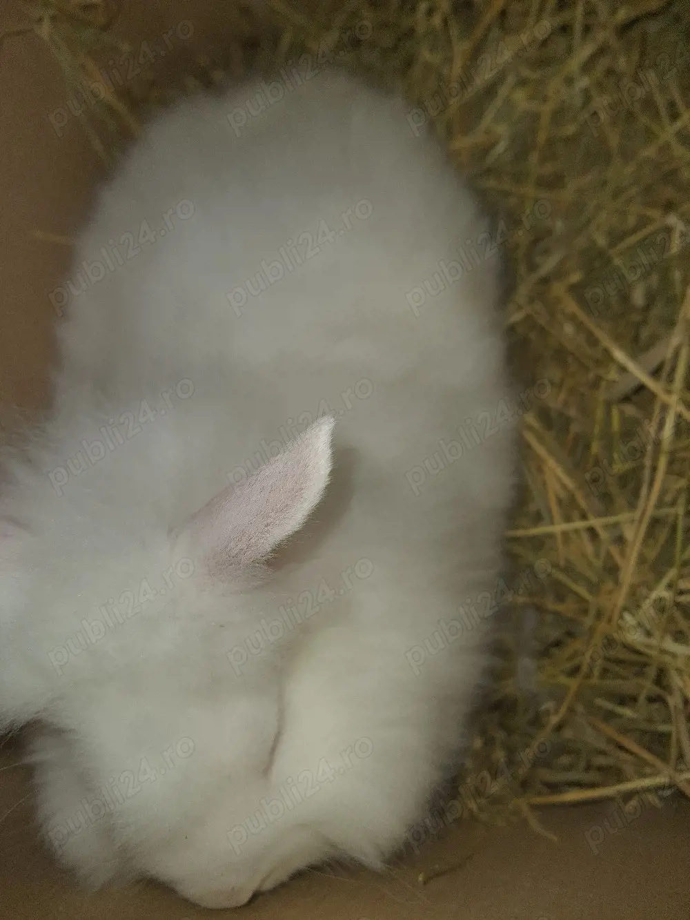 Iepuri cap de leu pitici