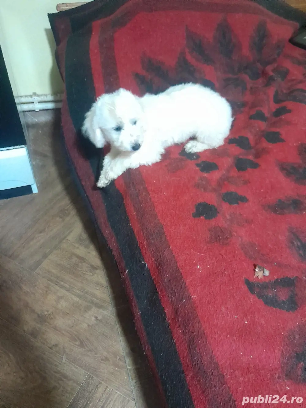 Bichon maltez 
