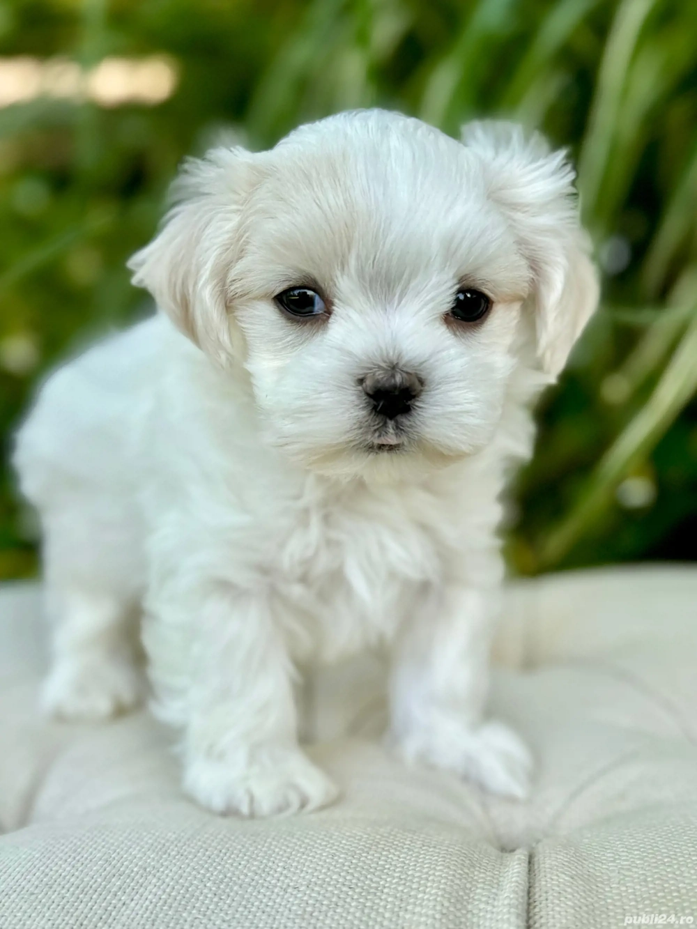 Vand pui bichon maltez deparazitati in Sibiu