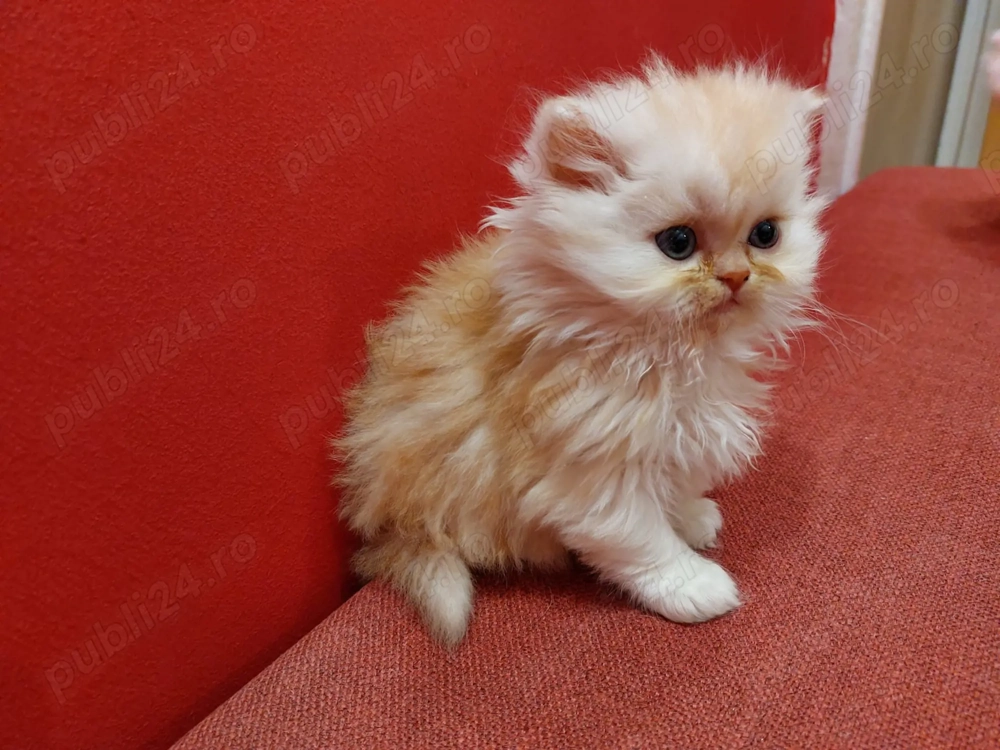Pisicuță persană superbă - femelă, vaccinată, obișnuită la litieră