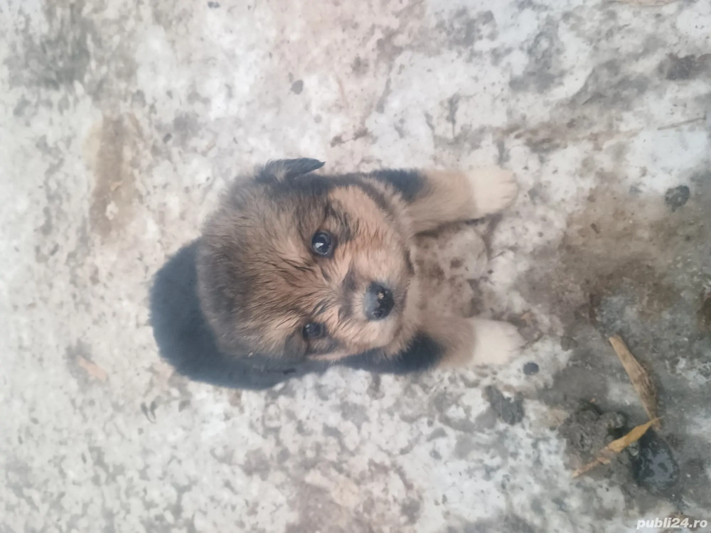 Donez cățeluși talie mică 