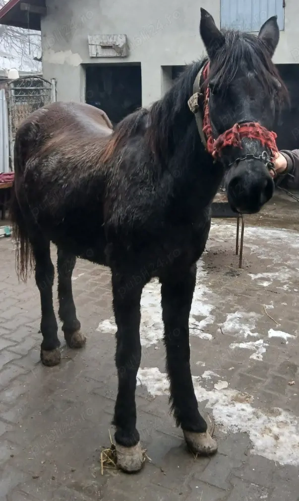 Vand iapa, învățată la muncii gospodaresti