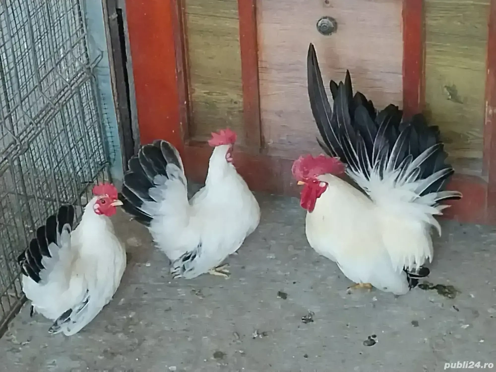 Chabo Siro 2025 și ouă 