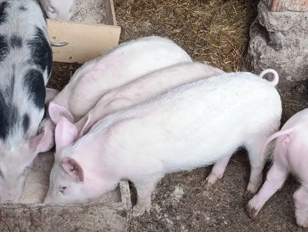 purcei 12 săptămâni 