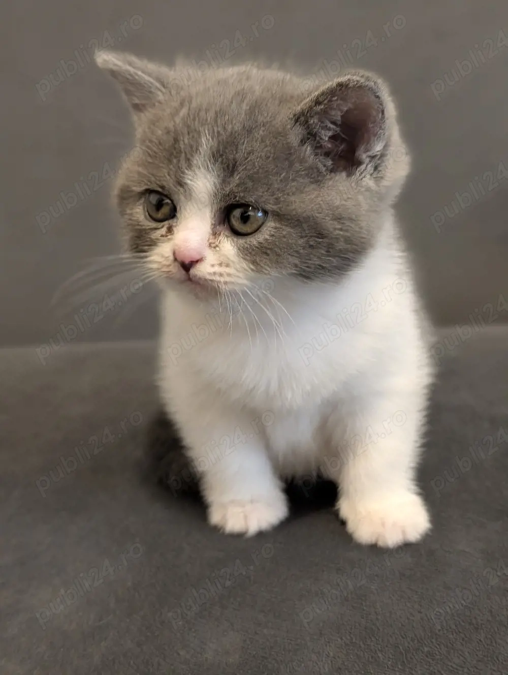 Pui pisica British Shorthair