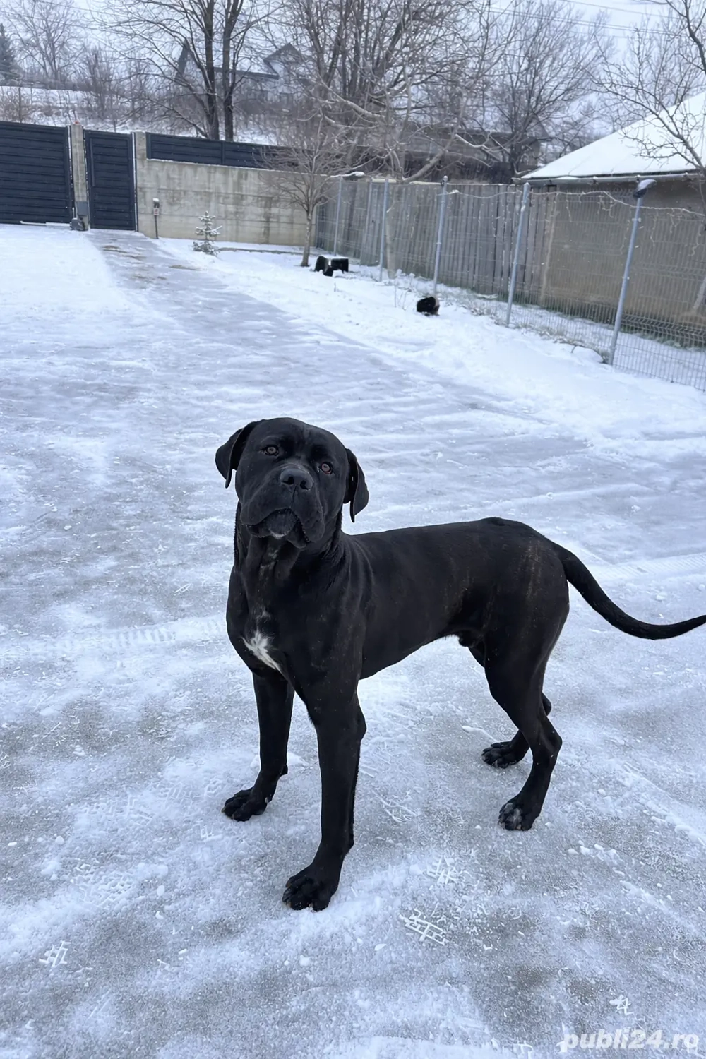 Cane corso Mascul