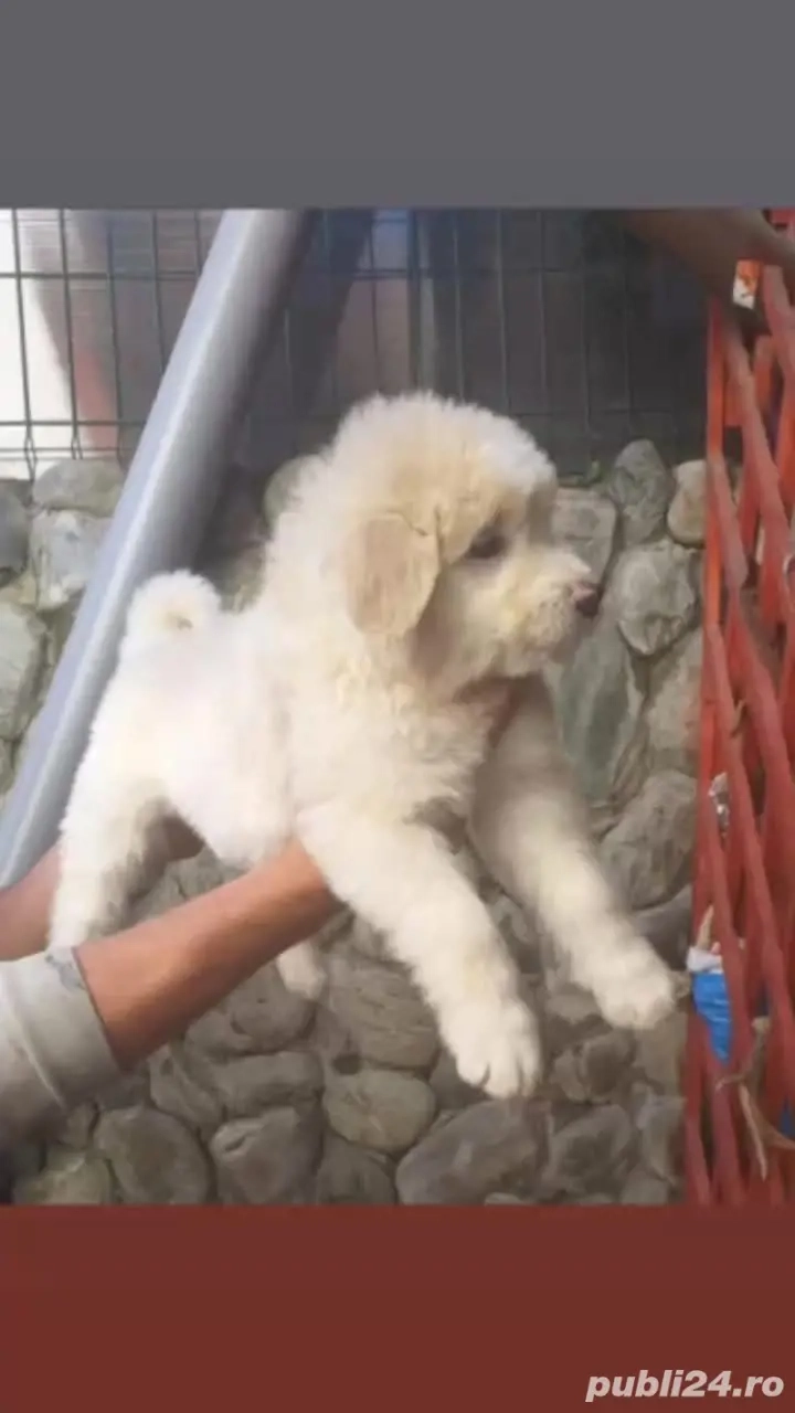 vand cateiii Ciobănești 