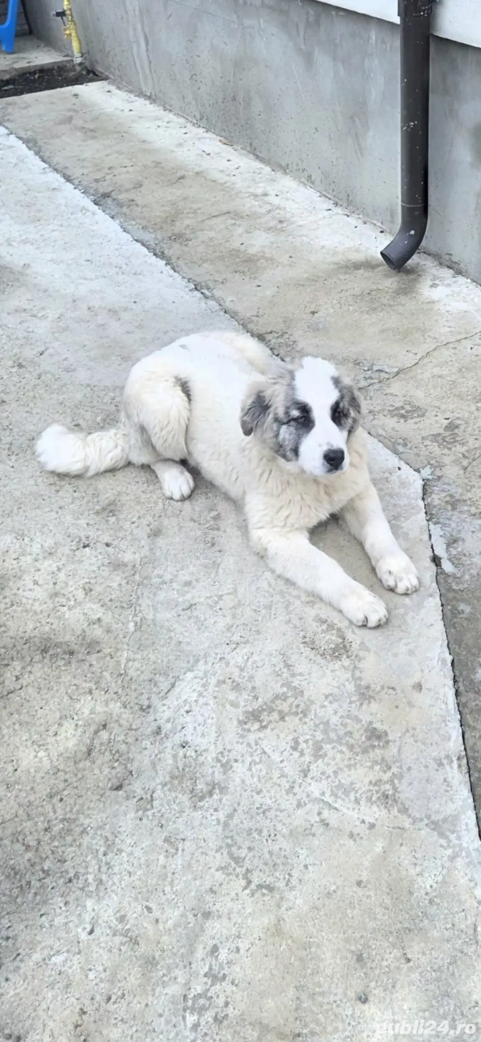 Vand catelusa Ciobanesc de Bucovina