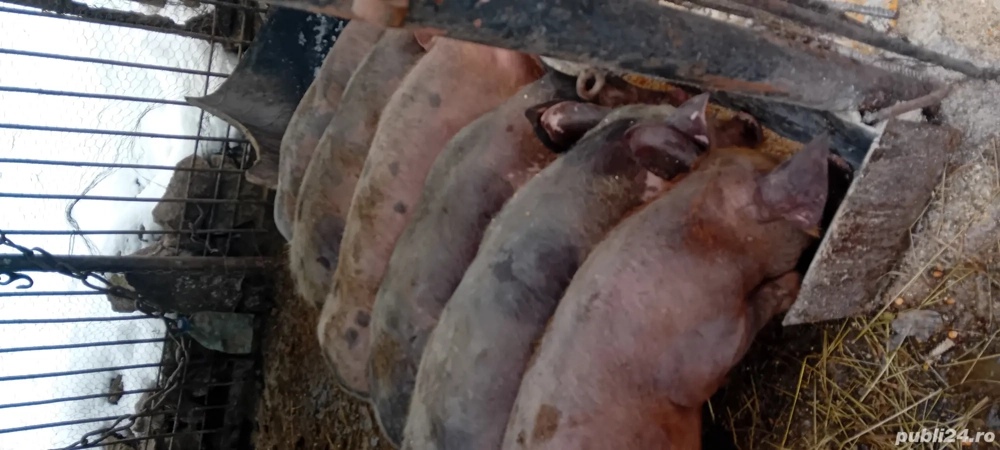 Soldani 3luni jumate