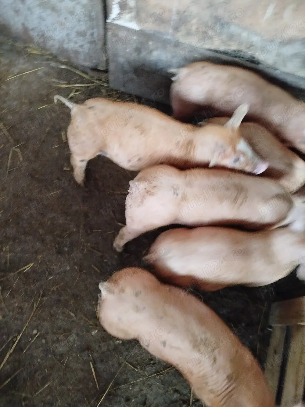 purcei duroc cu pietran 