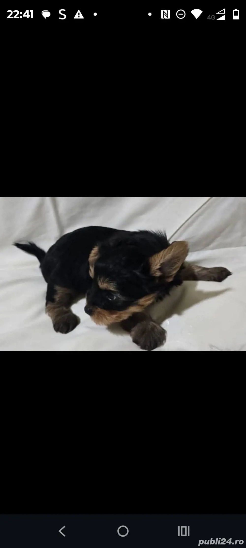 Pui Yorkshire terier