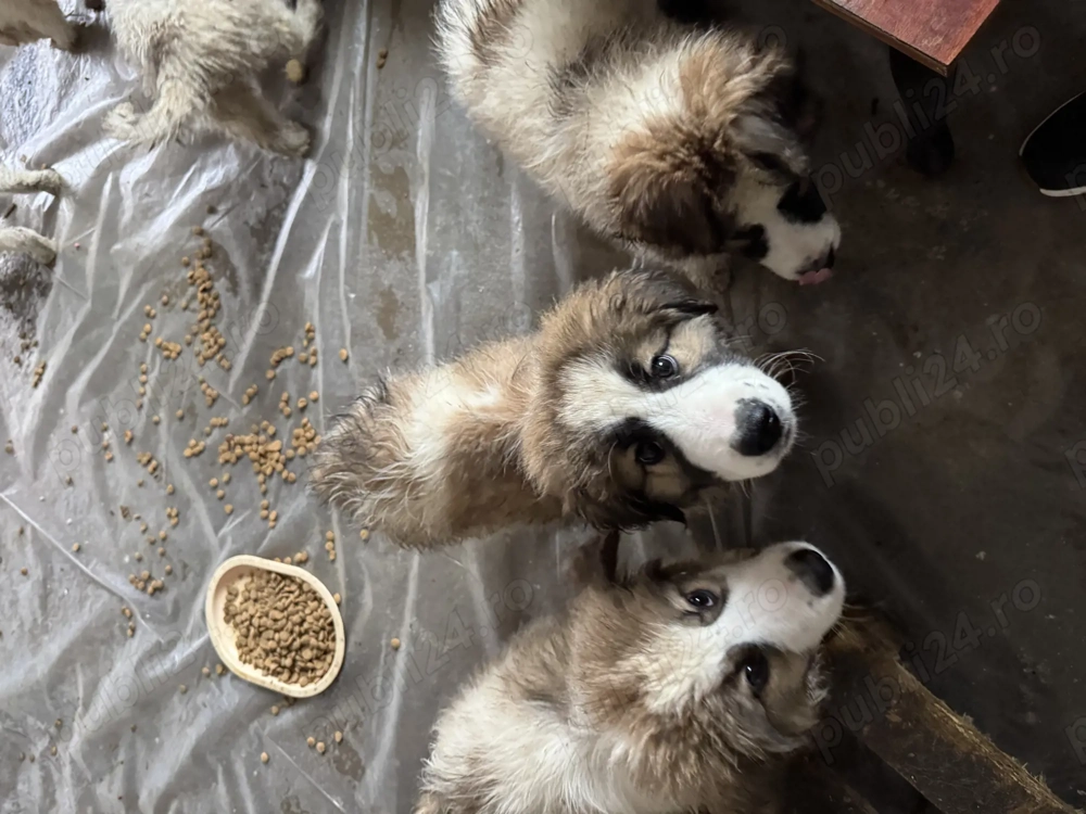 Căței ciobănești 3 luni