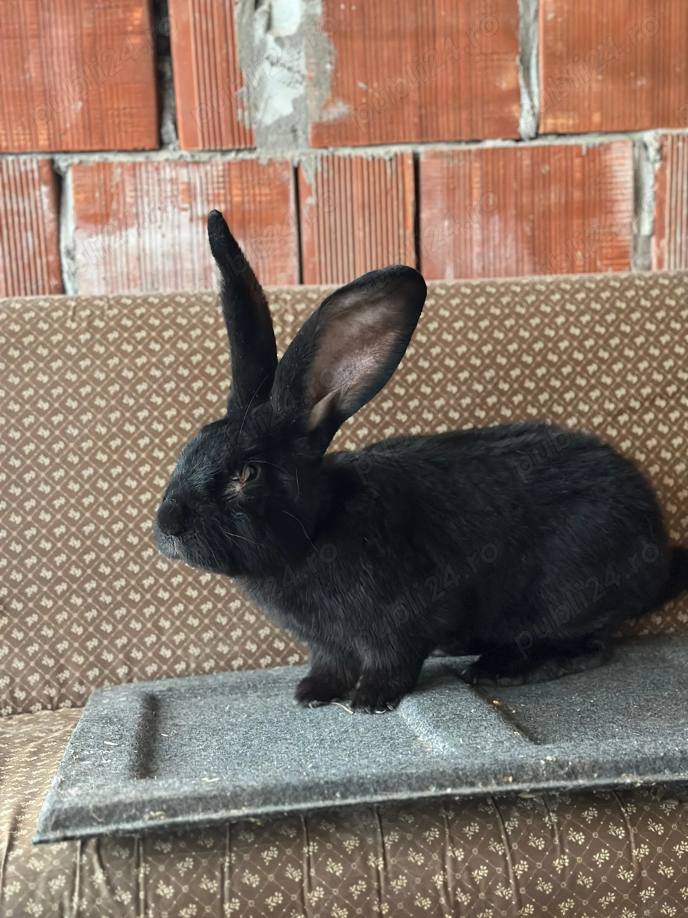 Vand Mascul urias german 