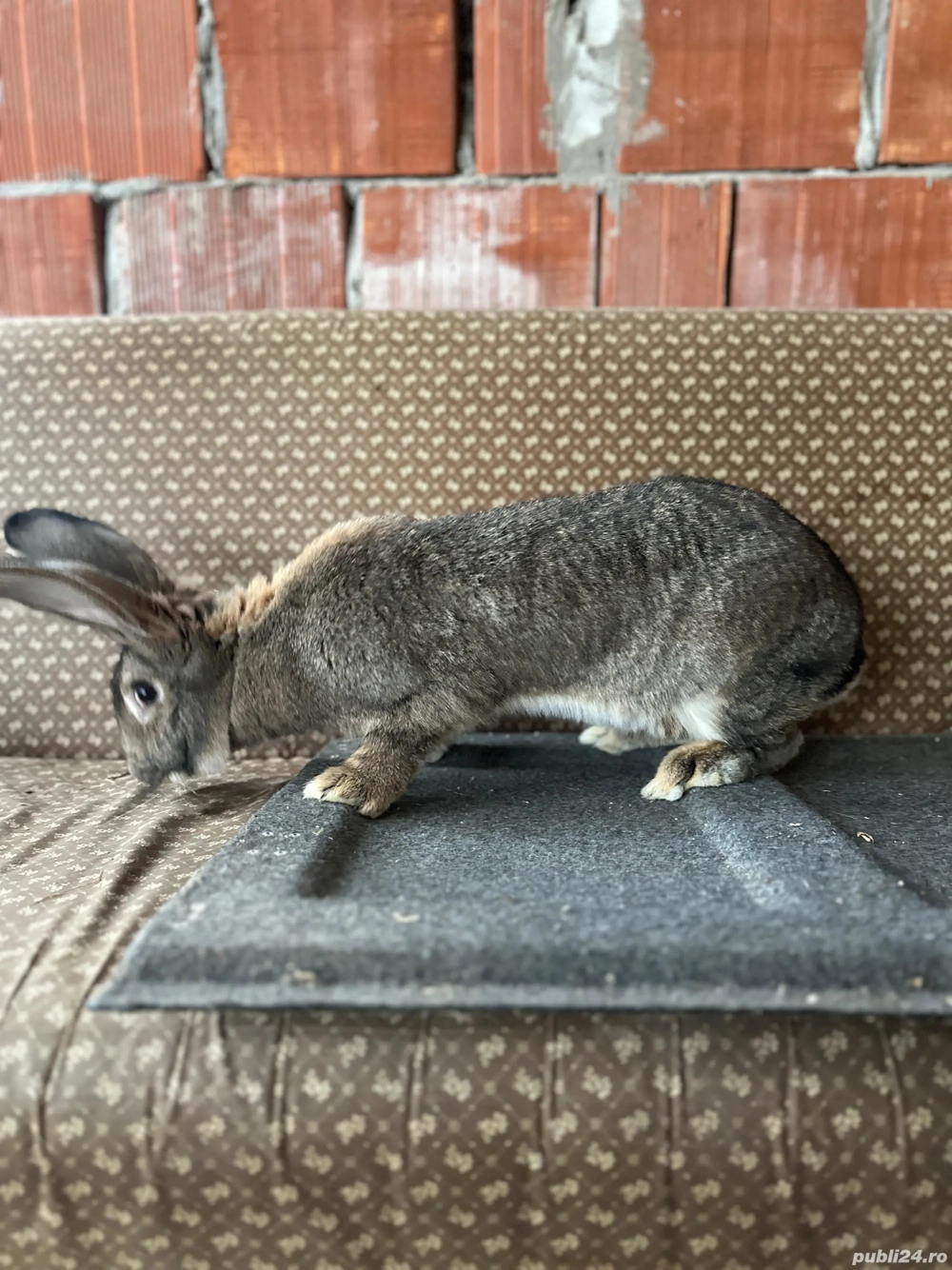 Vand Mascul tânăr urias german