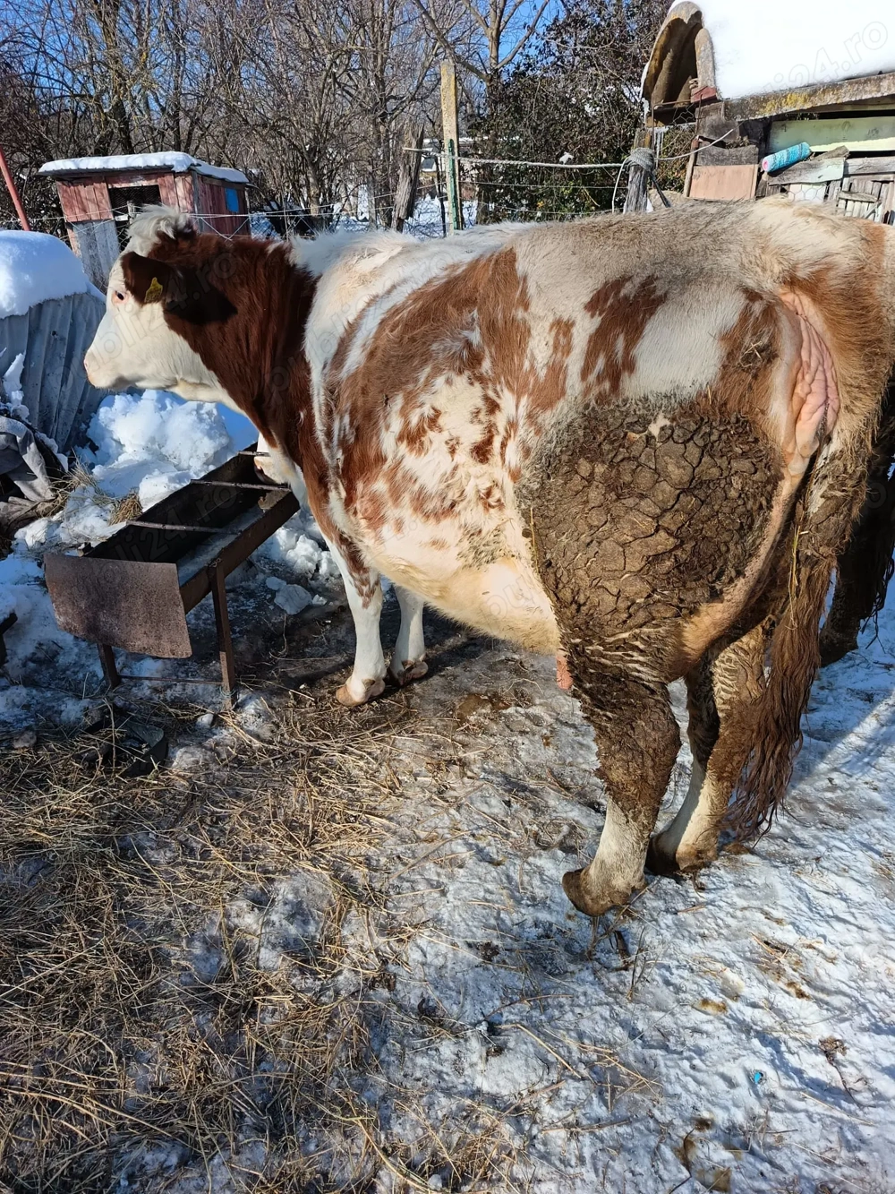 Vând juninca cu vițel de 7 zile