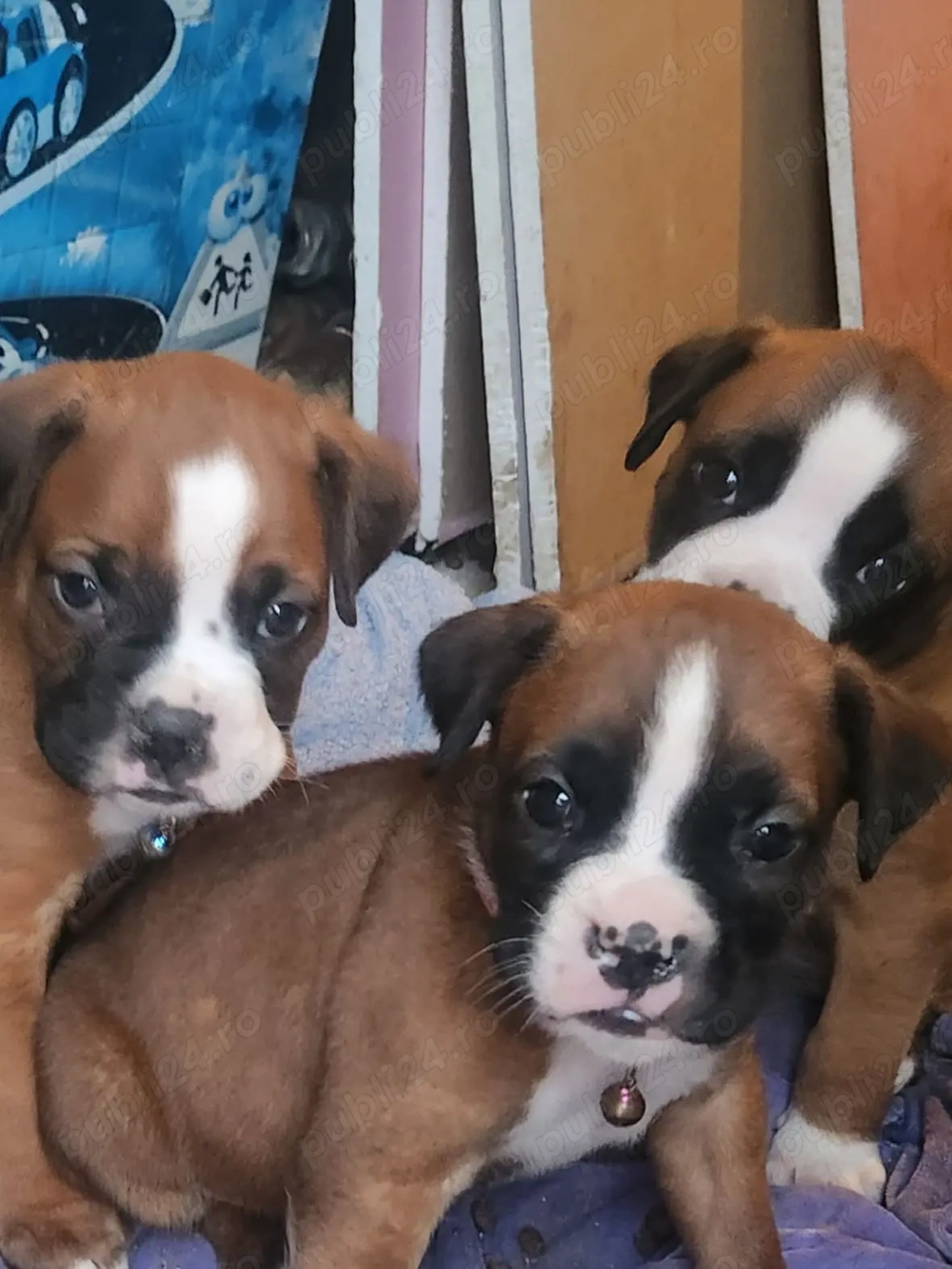 Vand pui boxer german