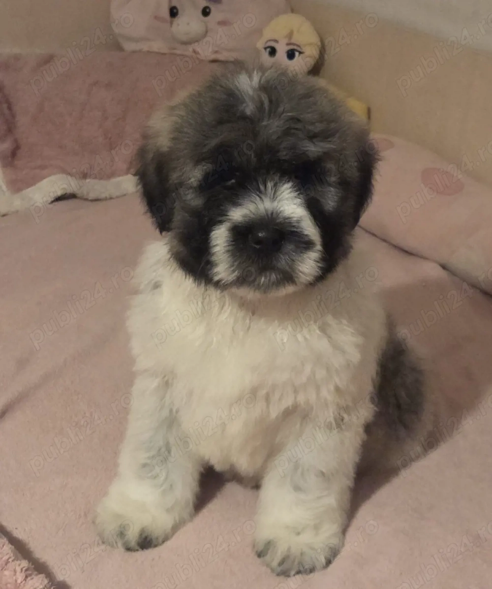 Pui Ciobănesc Romanesc Mioritic 