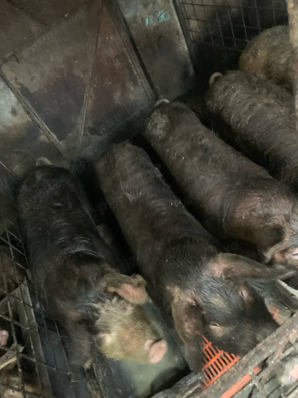 Scrofițe de prăsilă