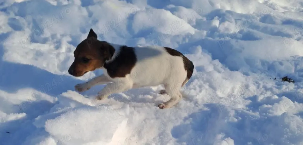 Catei  Jack  Russell Terieer Treiculori