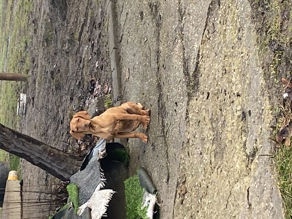 Vijla maghiara. Disponibil 1 baiat si o fata