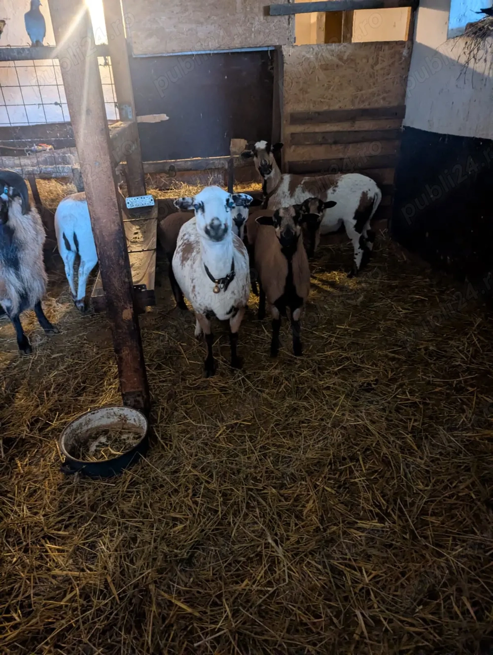 Vand oi de Camerun - miei si tineret